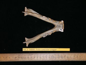 Media type: image;   Mammalogy 54000